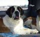St. Bernard Puppies for sale in Elkland, MO 65644, USA. price: $400
