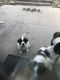St. Bernard Puppies for sale in Mansfield, OH, USA. price: NA