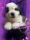St. Bernard Puppies for sale in Kelso, WA, USA. price: NA