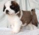 St. Bernard Puppies for sale in Hartford, CT 06106, USA. price: $500
