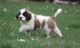 St. Bernard Puppies for sale in Garden City, ID, USA. price: NA