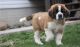 St. Bernard Puppies for sale in Norwich, CT, USA. price: $650