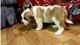 St. Bernard Puppies for sale in Poland, ME 04274, USA. price: NA