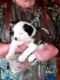 St. Bernard Puppies for sale in KY-52, Lancaster, KY 40444, USA. price: $800