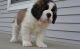 St. Bernard Puppies for sale in Birmingham, AL 35238, USA. price: $500