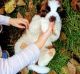 St. Bernard Puppies for sale in Boston, MA 02123, USA. price: NA