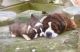 St. Bernard Puppies for sale in Browns Summit, NC 27214, USA. price: NA