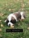 St. Bernard Puppies for sale in Indianapolis, IN, USA. price: $1,000