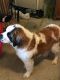 St. Bernard Puppies for sale in Wilmington, OH 45177, USA. price: NA