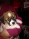 St. Bernard Puppies for sale in Haddonfield, NJ 08033, USA. price: NA