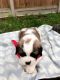 St. Bernard Puppies for sale in Dallas, TX, USA. price: NA