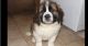 St. Bernard Puppies for sale in Chicago, IL 60620, USA. price: $600