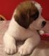 St. Bernard Puppies for sale in Las Cruces, NM, USA. price: NA