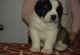 St. Bernard Puppies for sale in Newark, NJ 07189, USA. price: NA