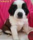 St. Bernard Puppies for sale in Louisville, KY, USA. price: $500