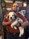 St. Bernard Puppies for sale in KY-52, Lancaster, KY 40444, USA. price: NA
