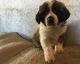 St. Bernard Puppies for sale in Mobile, AL 36641, USA. price: $500