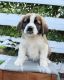St. Bernard Puppies for sale in California St, San Francisco, CA, USA. price: NA