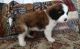 St. Bernard Puppies for sale in Kansas City, MO, USA. price: NA