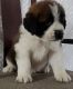 St. Bernard Puppies for sale in Beaumont, TX, USA. price: NA