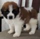 St. Bernard Puppies for sale in Harrisburg, PA, USA. price: NA