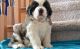 St. Bernard Puppies for sale in Salt Lake City, UT 84141, USA. price: $500