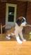 St. Bernard Puppies for sale in Provo, UT, USA. price: $600