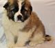 St. Bernard Puppies for sale in Portland, OR, USA. price: NA