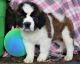 St. Bernard Puppies for sale in Baltimore, MD, USA. price: NA