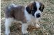 St. Bernard Puppies for sale in Seattle, WA, USA. price: $400