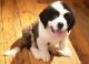 St. Bernard Puppies for sale in Phoenix, AZ 85069, USA. price: NA