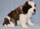 St. Bernard Puppies for sale in Boston, MA, USA. price: $400
