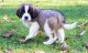 St. Bernard Puppies for sale in Polvadera, NM 87828, USA. price: NA