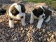 St. Bernard Puppies for sale in Waxahachie, TX, USA. price: NA