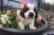 St. Bernard Puppies for sale in Birmingham, AL, USA. price: NA