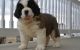 St. Bernard Puppies for sale in Milwaukee, WI 53263, USA. price: NA