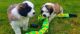 St. Bernard Puppies for sale in Columbus, MS, USA. price: NA