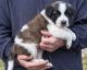 St. Bernard Puppies for sale in Knoxville, TN, USA. price: $400