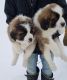 St. Bernard Puppies for sale in Anchorage, AK, USA. price: $400