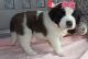 St. Bernard Puppies for sale in New Orleans, LA 70175, USA. price: NA