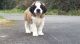 St. Bernard Puppies for sale in Knoxville, TN, USA. price: $400