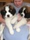 St. Bernard Puppies for sale in Aztec, NM, USA. price: $600