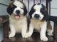 St. Bernard Puppies for sale in Saginaw, MI, USA. price: NA