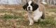 St. Bernard Puppies for sale in Milwaukee, WI, USA. price: $400