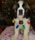 St. Bernard Puppies for sale in Hartford, CT 06156, USA. price: $400