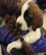 St. Bernard Puppies for sale in Madison, WI, USA. price: $400