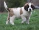 St. Bernard Puppies for sale in Lawrenceville, GA, USA. price: $600