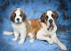 St. Bernard Puppies for sale in Seattle, WA 98105, USA. price: $705