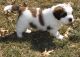 St. Bernard Puppies for sale in Eureka Springs, AR, USA. price: $500