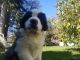 St. Bernard Puppies for sale in Kelso, WA, USA. price: NA